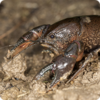 Fallicambarus fodiens-digger crayfish