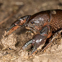 Fallicambarus fodiens-digger crayfish
